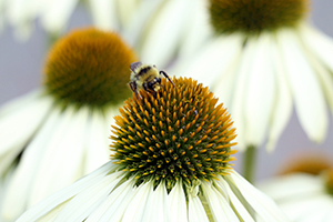 Loving Local Honey: How Sweet-Hearted Foodies Can Save The Planet, One Jar At A Time.