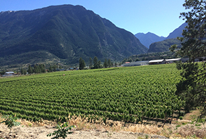 June Report From The BC Vines